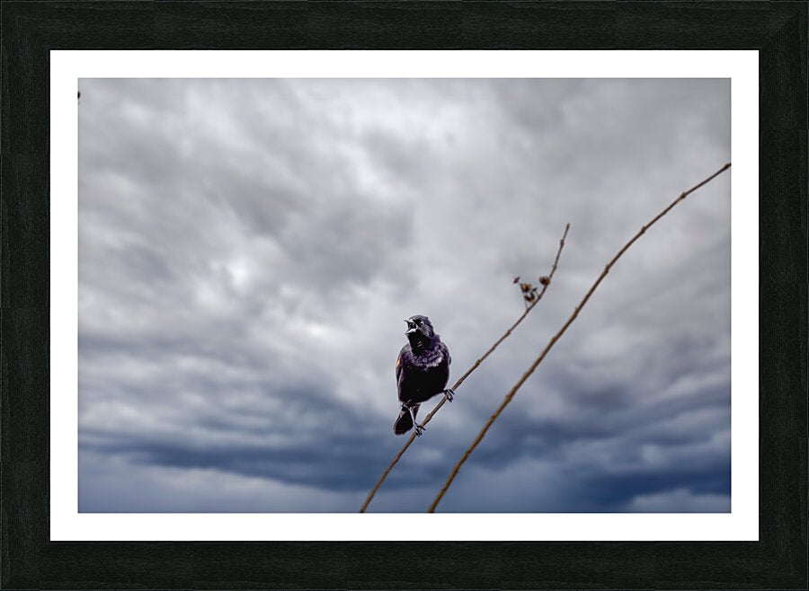 Song of the Yellow Shouldered Blackbird | Wall Art | Bird, black bird, Black Feathers, Blackbird, Cloudy Sky, Nature, Perch, printable wall art, Song, Wall Art, Yellow Shouldered Blackbird | Gabe Atkins Designs