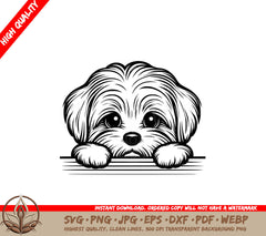 Adorable Maltese SVG, PNG, JPG, AI, PDF, DXF, EPS and WebP - Digital Download 
