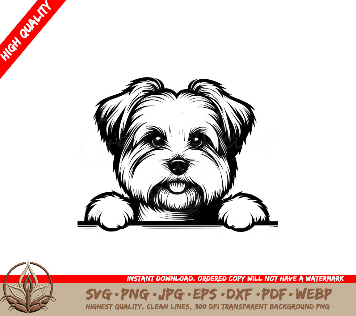 Biewer Terrier Puppy Stare SVG, PNG, JPG, AI, PDF, DXF, EPS and WebP - Digital Download 
