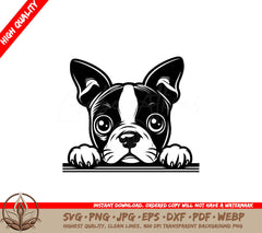 Boston Terrier Gaze SVG - A versatile digital file in multiple formats.