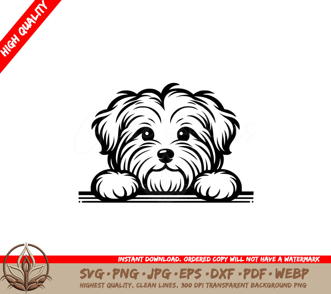 Curious Havanese Gaze SVG Product