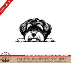 Fluffy Havanese Gaze SVG - Digital Product File Formats