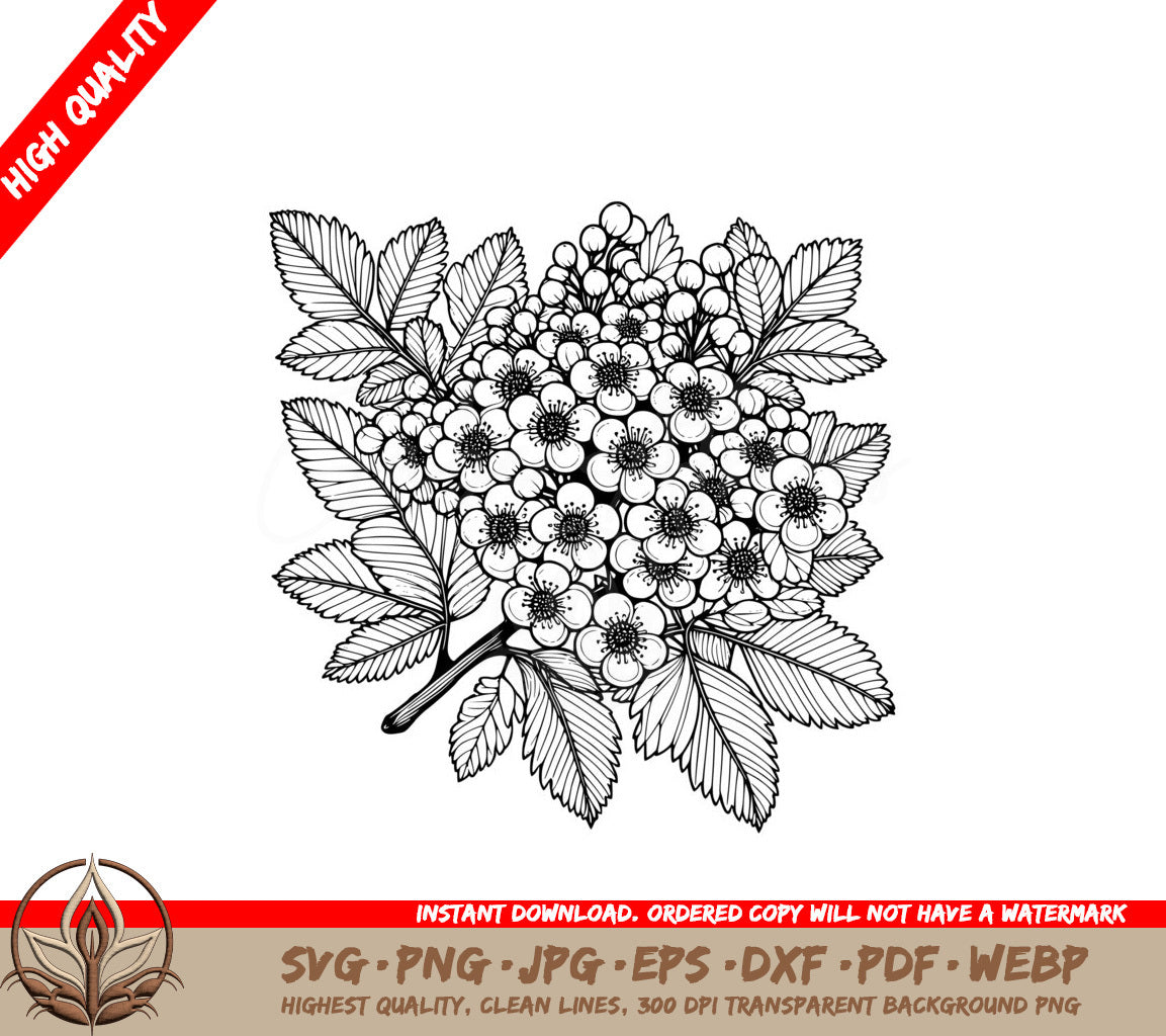 Hawthorn Flowers Cluster SVG - Digital File for Flexibility