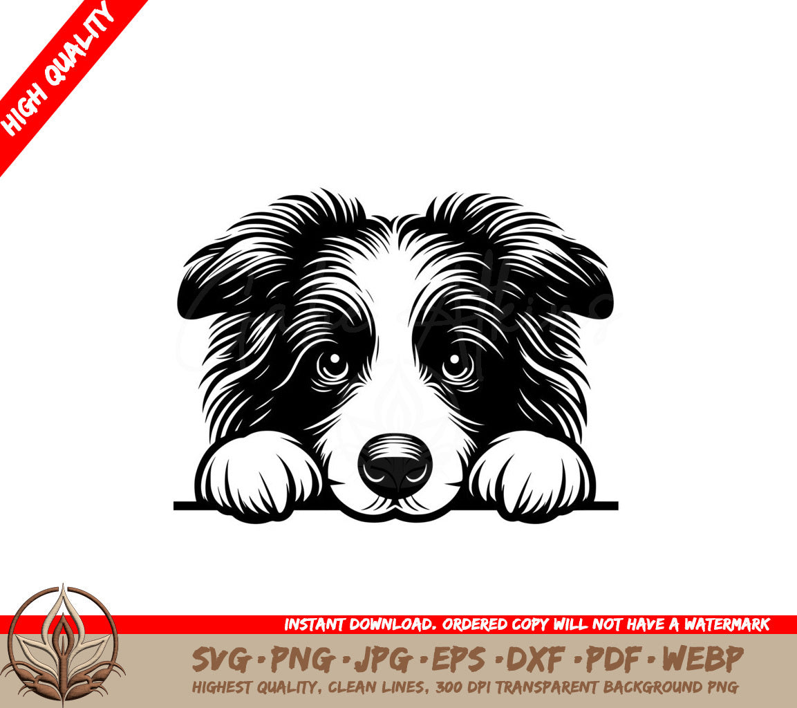 Paws and Gaze Border Collie SVG PNG JPG AI PDF DXF EPS and WebP
