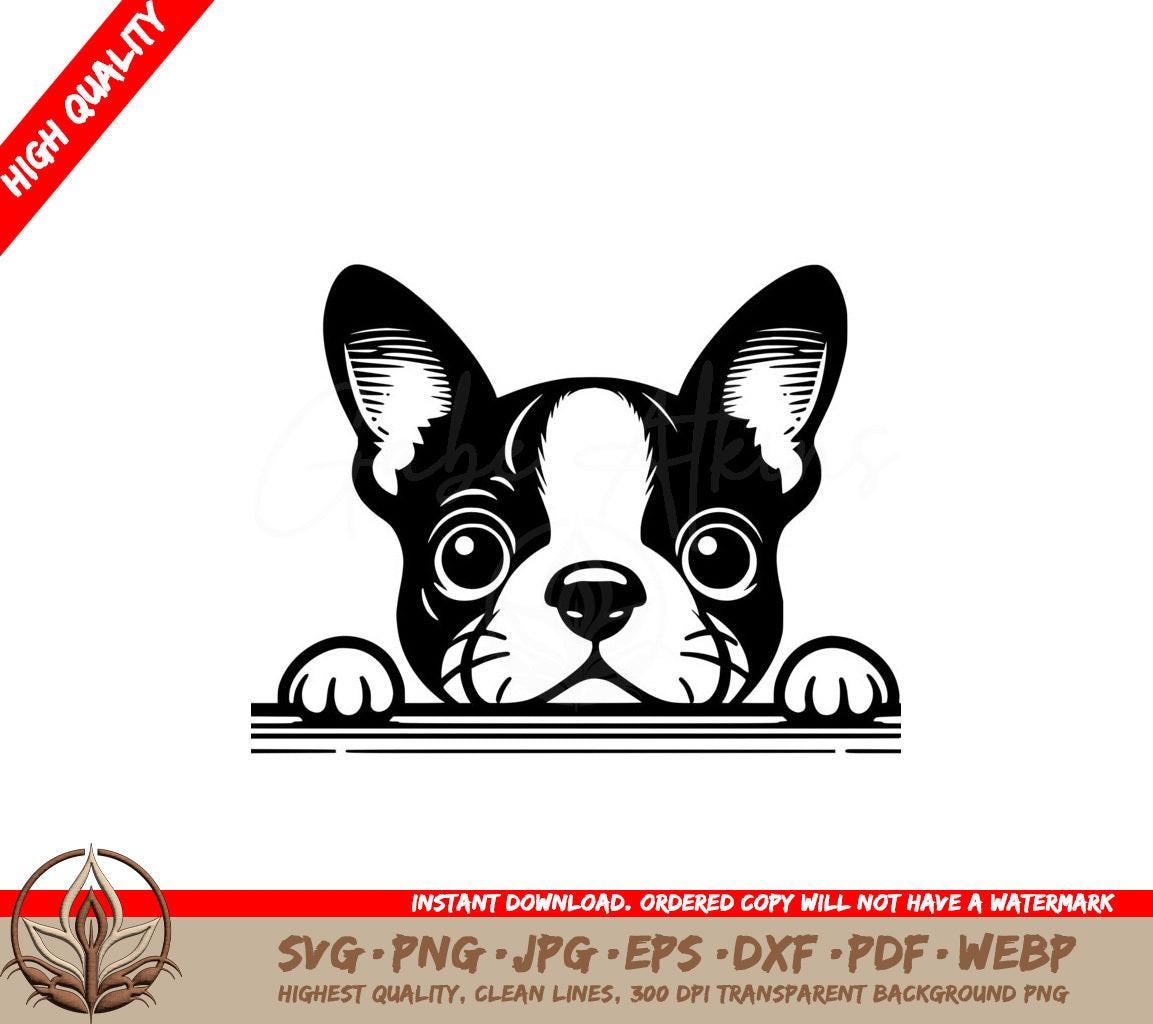 Peeking Boston Terrier Playtime SVG