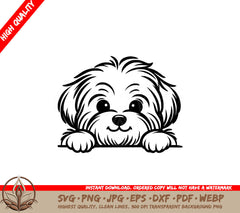 Peeking Havanese SVG. Digital file in various formats for flexibility.