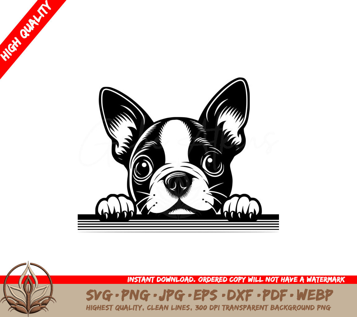 Peering Boston Terrier SVG  
