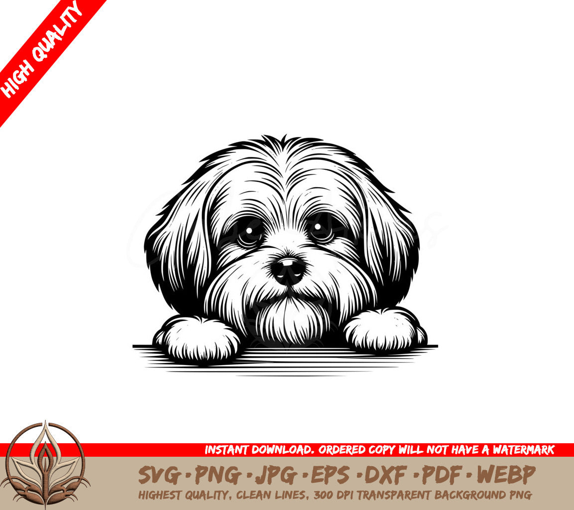 Soulful-Eyed Havanese SVG 
