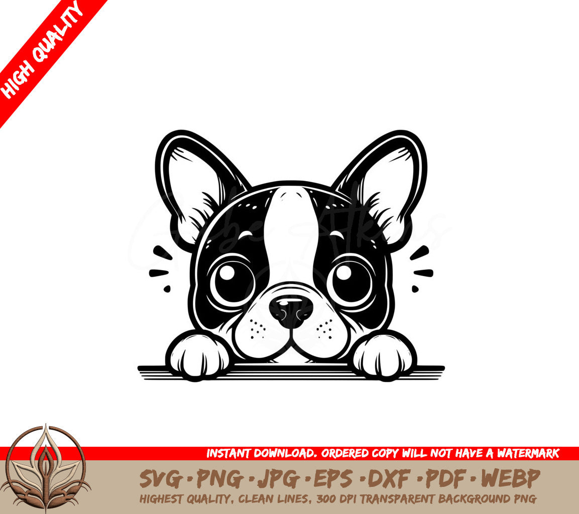 Watchful Boston Terrier Stare SVG 
